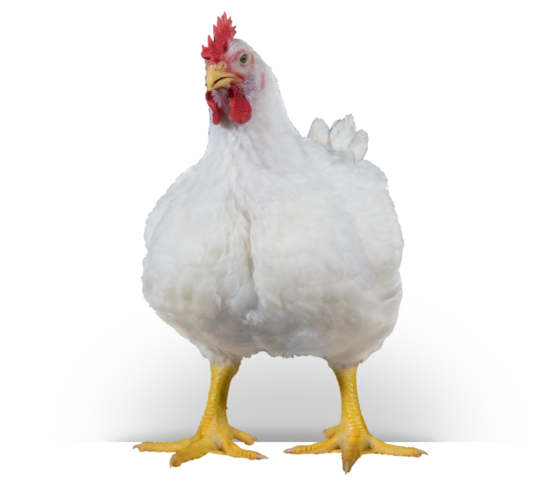 Broiler chicken from 3 Eike Boerdery